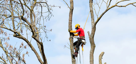 Tree Surgery, Tree Surgeons Forestry Management Mulch Alton Fourmarks Alresford Basingstoke Bordon Farnham Four Marks Petersfield Ropley Selborne Winchester